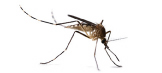mosquito instec repellent
